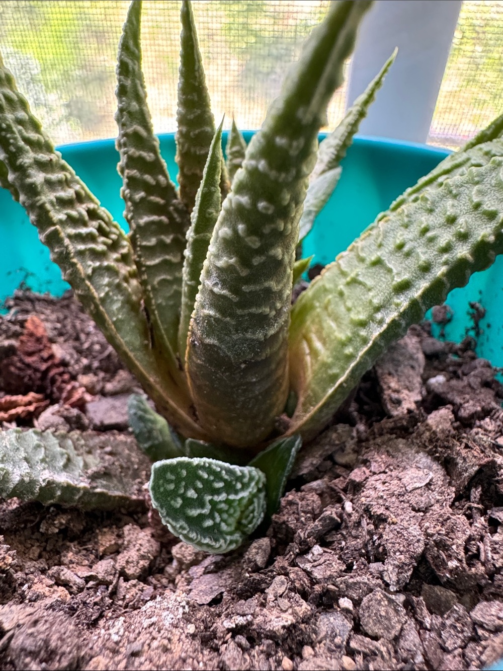 Haworthiopsis limifolia Aka Fairy Washboard - Picture 4 of 4